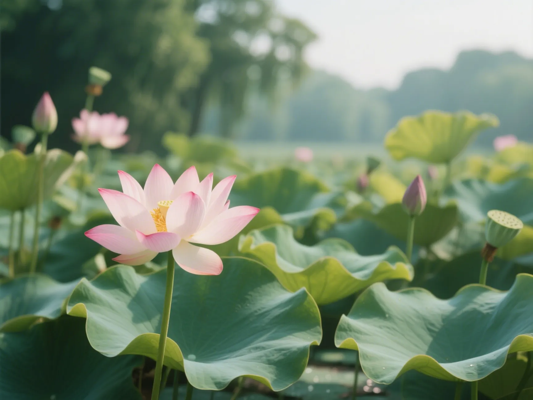 荷-苏叶荷-suyehe.com